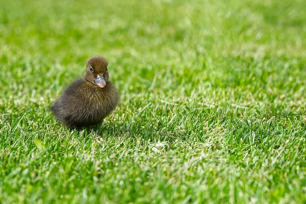 Small newborn ducklings walking on backyard on green grass. Brown cute duckling running on meadow field on sunny day. — Stock Photo, Image