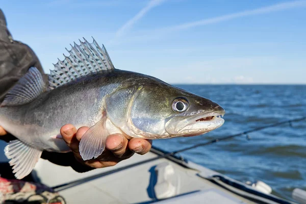 Le pêcheur tient dans ses mains une sandre ou une sandre capturée dans le fond de la mer Baltique. Pêche capture et concept de libération. Zander sur la liberté. — Photo