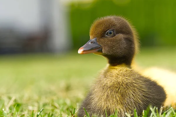 Petits canetons nouveau-nés marchant sur l'arrière-cour sur l'herbe verte. Canard mignon jaune courant sur le champ de prairie le jour ensoleillé. — Photo