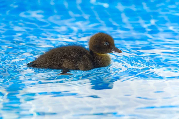 Brown small cute duckling in swimming pool. Black Duckling swimming in crystal clear blue water sunny summer day.