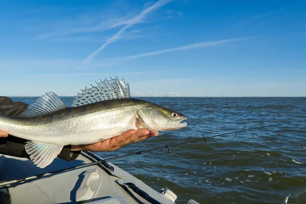 Le pêcheur tient dans ses mains une sandre ou une sandre capturée dans le fond de la mer Baltique. Pêche capture et concept de libération. Zander sur la liberté. — Photo