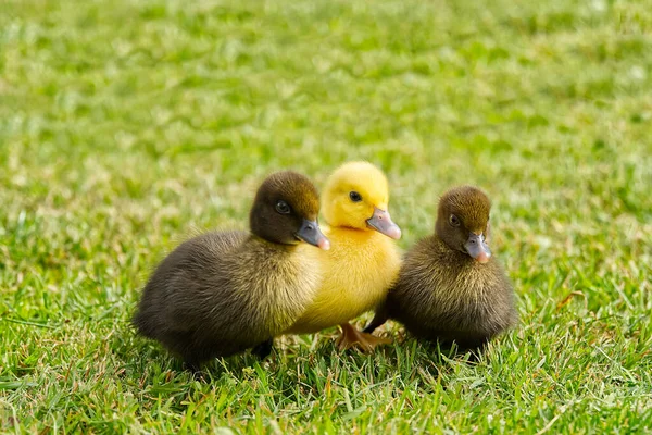 Small newborn ducklings walking on backyard on green grass. Yellow cute duckling running on meadow field on sunny day. — Stock Photo, Image