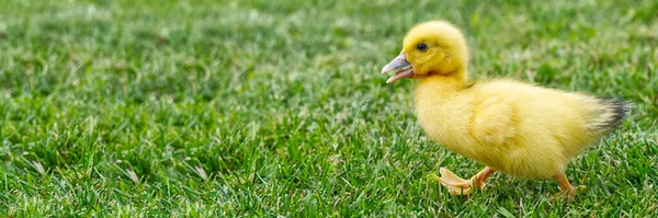 Petits canetons nouveau-nés marchant sur l'arrière-cour sur l'herbe verte. Canard jaune mignon courant sur le champ de prairie dans une journée ensoleillée. Bannière ou vue panoramique avec canard poussin sur herbe. — Photo