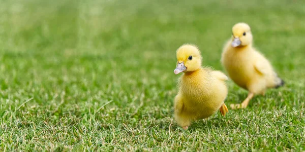 Small newborn ducklings walking on backyard on green grass. Yellow cute duckling running on meadow field in sunny day. Banner or panoramic shot with duck chick on grass. — Stock Photo, Image
