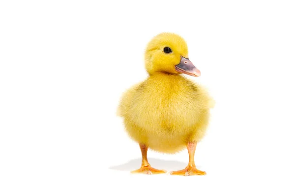 NewBorn little Cute yellow duckling isolated on white. — Stock Photo, Image