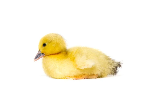 Nouveau-né petit canard jaune mignon isolé sur blanc. — Photo