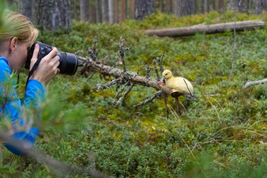 Genç bir kadın ağaçların arasında yürüyor ve kamerayla fotoğraf çekiyor. Sonbahar ormanında fotoğraf çeken orta yaşlı bir fotoğrafçı. Doğa fotoğrafçılığı.
