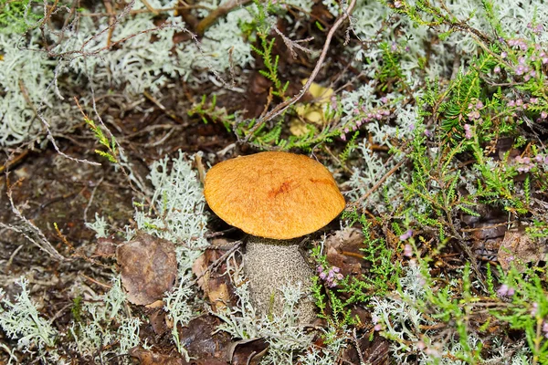 Съедобный гриб в оранжевой шапке, растущий в зеленом мхе. Leccinum aurantiacum Сбор грибов в лесу. съедобные грибы в северных лесах Европы. — стоковое фото