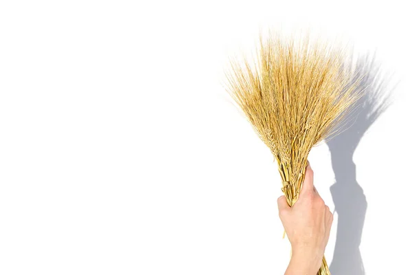 Mujer mano mantenga las espigas de trigo aisladas en el fondo blanco con espacio de copia. —  Fotos de Stock