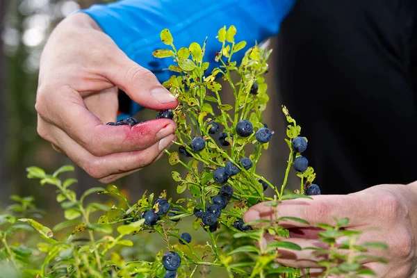 Woman collects organic blueberries in the forest. female hands collect blueberries in the summer forest. Womens hands stained with blueberries. — Stock Photo, Image