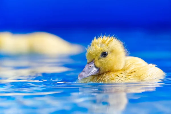Yellow small cute duckling in swimming pool. Duckling swimming in crystal clear blue water sunny summer day.