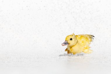 Sarı yeni doğmuş şirin ıslak ördek yavrusu yağmur damlaları altında beyaz arka planda