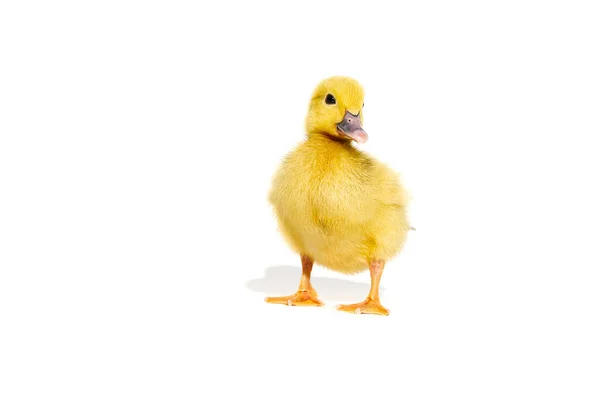 NewBorn little Cute yellow duckling isolated on white. — Stock Photo, Image