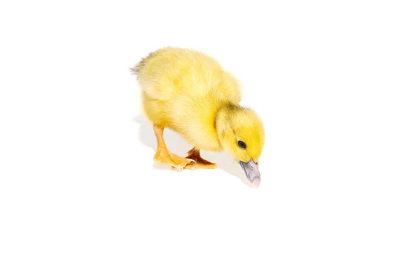 Newborn Little Cute Yellow Duckling Isolated White — Stock Photo, Image