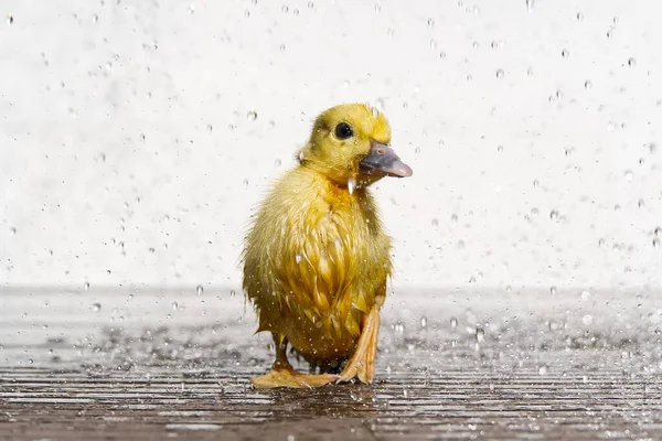 Recién Nacido Patito Mojado Lindo Bajo Gotas Lluvia Lluvia Wather — Foto de Stock