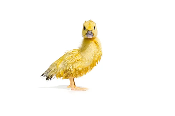 Nouveau Petit Canard Humide Jaune Mignon Isolé Sur Blanc — Photo