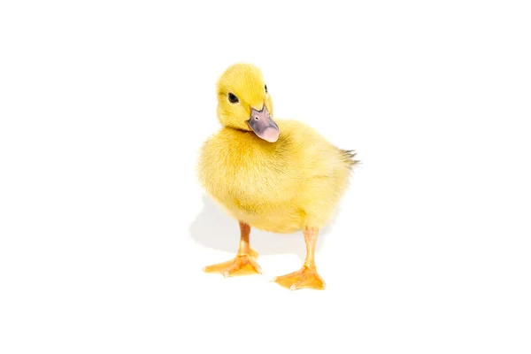 Newborn Little Cute Yellow Duckling Isolated White — Stock Photo, Image