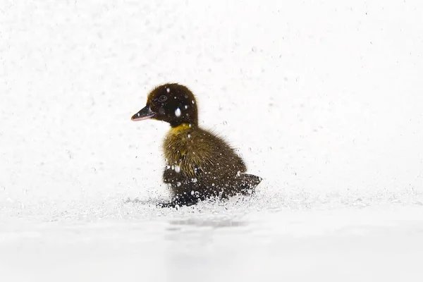 Brown newborn little cute wet duckling under rain drops on white background