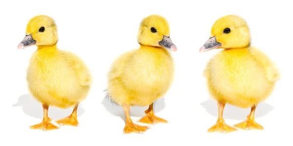 Collage Cute Yellow Ducklings Isolated White Background Panorama Newborn Baby — Stock Photo, Image