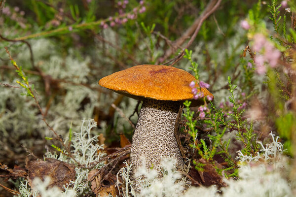 Close up of edible orange-cap mushroom growing in green moss. Leccinum aurantiacum Harvesting mushrooms in forest. edible mushrooms in northern forests of europe