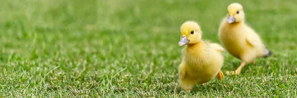 Small Newborn Ducklings Walking Backyard Green Grass Yellow Cute Duckling — Stock Photo, Image