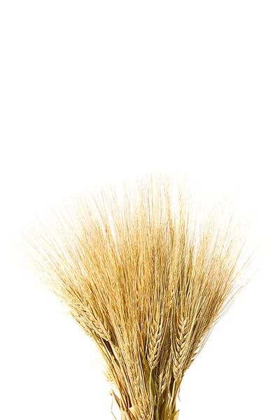 Уши Спелой Желтой Пшеницы Белом Фоне Крупным Планом — стоковое фото