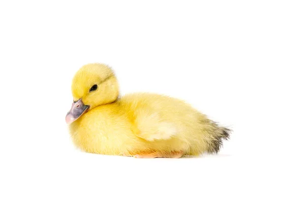 Newborn Little Cute Yellow Duckling Isolated White — Stock Photo, Image