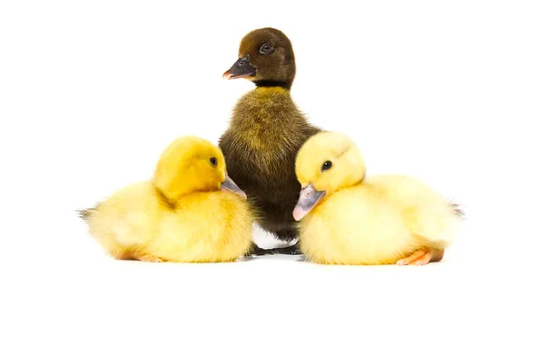 Newborn Little Cute Yellow Black Ducklings White Background — Stock Photo, Image