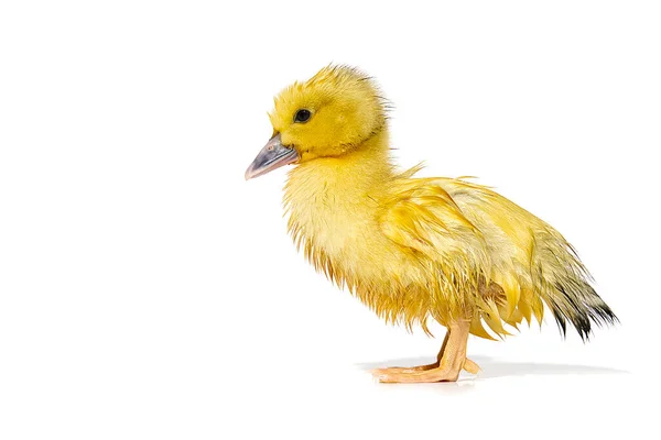 Newborn Little Cute Yellow Wet Duckling Isolated White — Stock Photo, Image