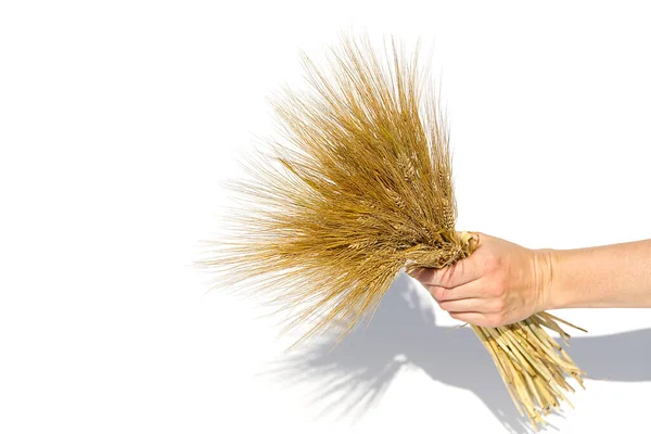 Woman Hand Hold Wheat Ears Isolated White Background Copy Space — Stock Photo, Image