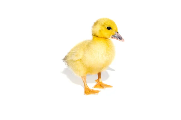 Newborn Little Cute Yellow Duckling Isolated White — Stock Photo, Image