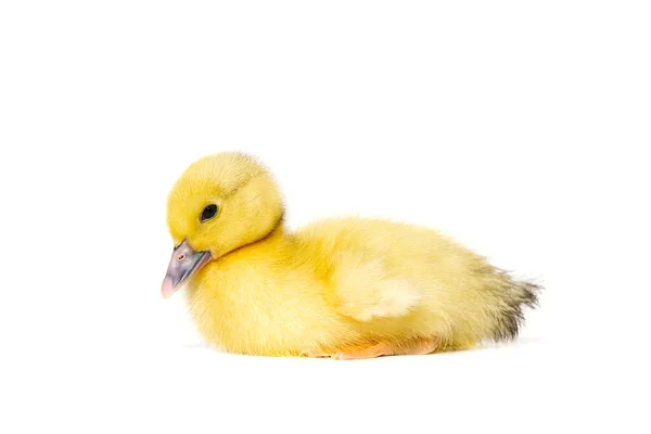 Newborn Little Cute Yellow Duckling Isolated White — Stock Photo, Image