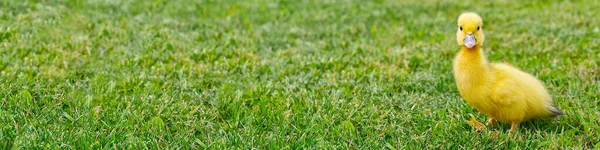 Pequeños Patitos Recién Nacidos Caminando Patio Trasero Sobre Hierba Verde — Foto de Stock