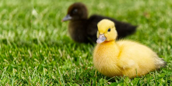 Small Newborn Ducklings Walking Backyard Green Grass Yellow Cute Duckling — Stock Photo, Image