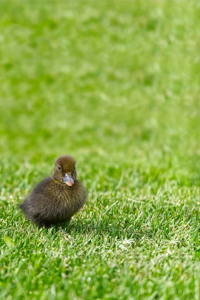 Small Newborn Ducklings Walking Backyard Green Grass Brown Cute Duckling — Stock Photo, Image