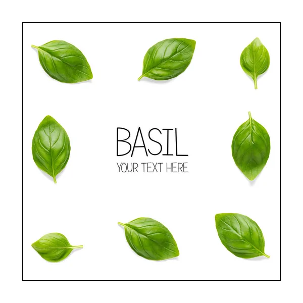 Creatieve lay-out met verse basilicum bladeren. Bunch en enkele basilicum bladsamenstelling op witte achtergrond met voorbeeldtekst. moderne basilicum platte lay sjabloon. — Stockfoto