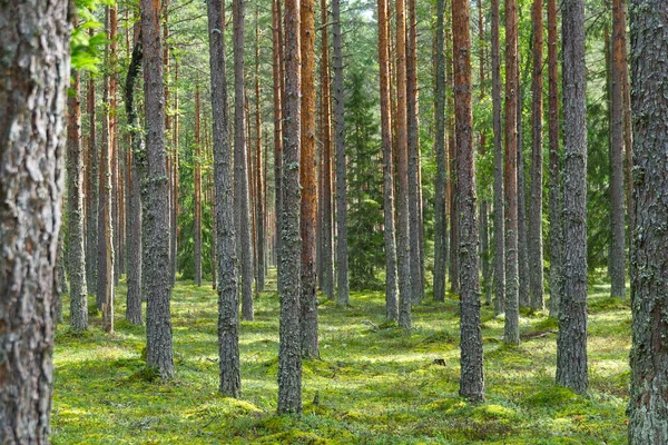 Foresta Pino Nei Paesi Baltici Estonia — Foto Stock