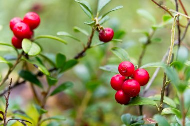 Kırmızı yaban mersinli kırmızı yaban mersinine yakın plan. İllüstrasyon için olgun kırmızı Kovboy Aşısı.