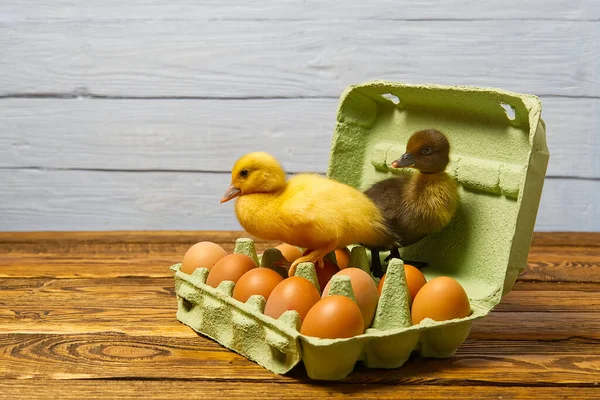 Recién Nacido Patito Sentado Sobre Huevos Una Bandeja Papel Verde — Foto de Stock