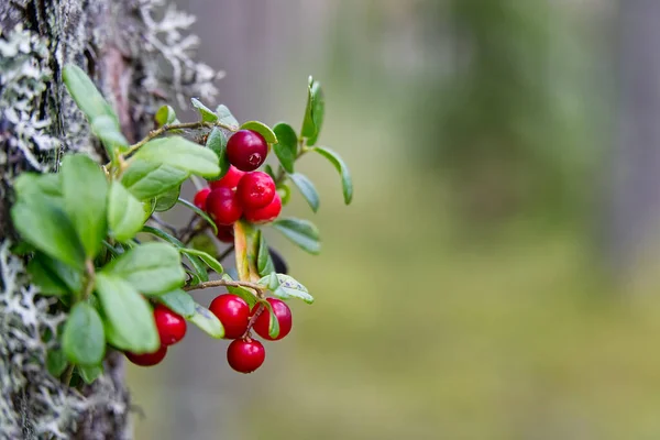 红色的林莓在森林中的遮掩 背景暗淡 成熟的红醋栗疫苗Vtis Idaea — 图库照片