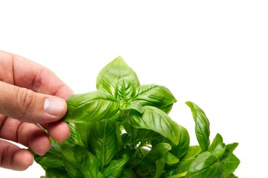 İtalyan Basili, Ocimum Basilicum, bitki yapraklarını beyaz arka planda toplayan bir adamın eli. Bahçe konsepti