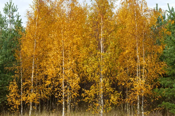 Panorama Una Foresta Mista Autunno Giornata Sole — Foto Stock