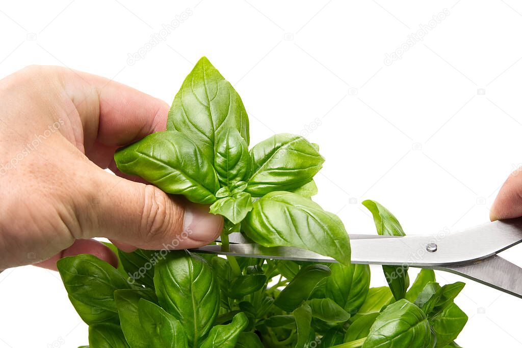 Italian Basil, Ocimum basilicum, Hand of man picking leaves from plant against white background. Gardening concept