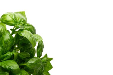 İtalyan taze yeşil fesleğeni beyaz arkaplanda izole edildi, kopyalama alanı