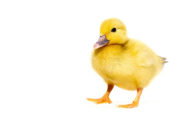 Newborn Little Cute Yellow Duckling Isolated White — Stock Photo, Image