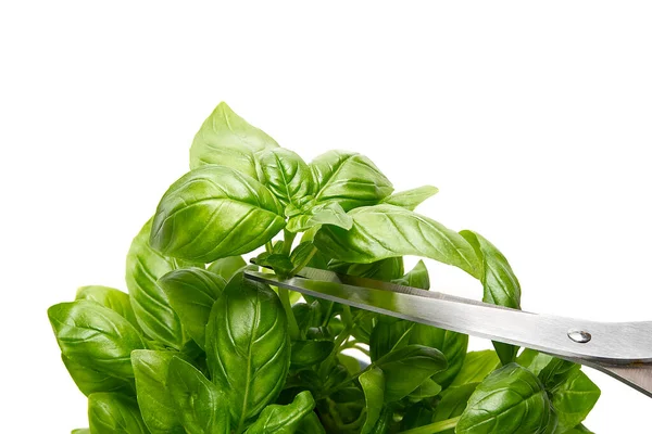 Basil Ocimum bazilika, makas beyaz arka planda taze fesleğen yaprakları kesiyor. Bahçıvanlık konsepti, yakın plan.