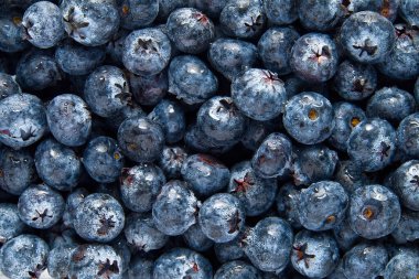 Organik yabanmersini arka planı. Taze Bilberry 'ler. Taze toplanmış yaban mersinlerinin geçmişi. Yakın plan arkaplan.