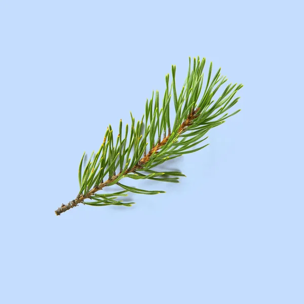 Pine Branch White Background Pine Twig Isolated — Stock Photo, Image