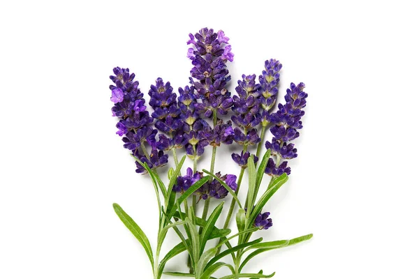lavender flowers blooms on white background. lavender flower isolated on white.