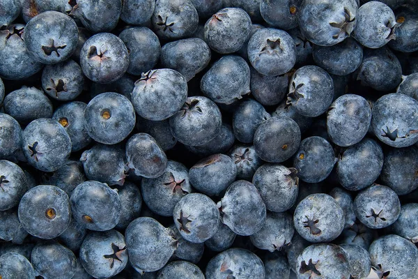 Organic Blueberry Background Fresh Bilberries Background Freshly Picked Blueberries Close — Stock Photo, Image